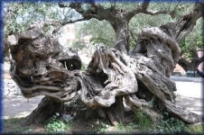 Oudste olijfboom