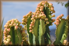 Bloeiende cactussen