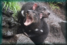 Tasmaanse duivel