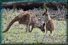 kangoeroes