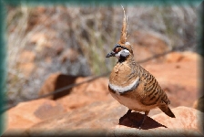 spinifex duif