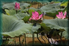 lotusbloemen
