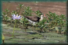 The comb-crested Jacana