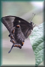 vlindertuin