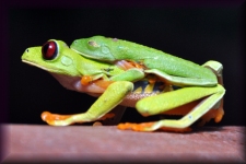 Gandy Leaf Frog