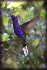 Violette sabelvleugel kolibrie
