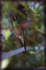 Kopersmaragd kolibrie
