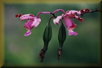 Orchideeëntuin Orquideario