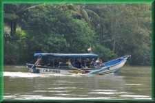Boottocht door mangrove