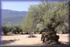 Oude olijfboom