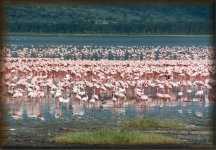 Lesser flamingo's