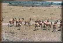 Thomsons gazelles