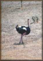 Struisvogel