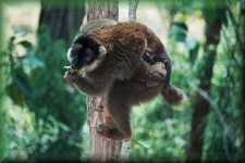 Common Brown Lemur 