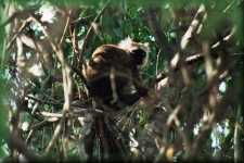 White-fronted Brown Lemur