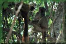 Red-fronted Brown Lemurs