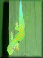 Gecko Phelsuma Madagascariens Grandis
