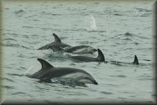 Dusky Dolfijnen